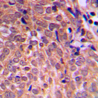 19 - Anti-APC Antibody AP50981