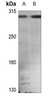 1 - Anti-APC Antibody AP50981