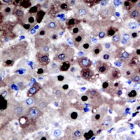 19 - Anti-APE1 Antibody AP50982