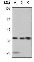 1 - Anti-APE1 Antibody AP50982