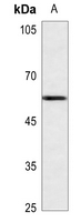 1 - Anti-API5 Antibody AP50983
