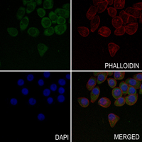 3 - Anti-APLP1 Antibody AP50984