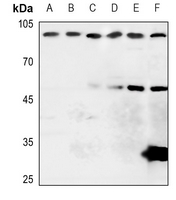 1 - Anti-APLP1 Antibody AP50984