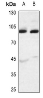 1 - Anti-APLP2 Antibody AP50985