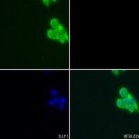 3 - Anti-Apolipoprotein E Antibody AP50986