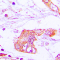 19 - Anti-Apolipoprotein E Antibody AP50986