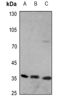1 - Anti-Apolipoprotein E Antibody AP50986