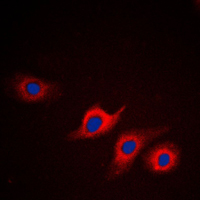 3 - Anti-Apolipoprotein L2 Antibody AP50988