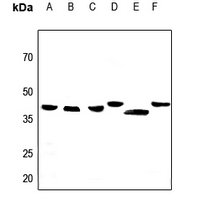 1 - Anti-Apolipoprotein L2 Antibody AP50988