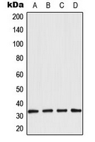 1 - Anti-Aquaporin 3 Antibody AP50990