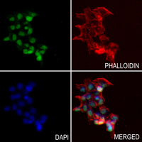 3 - Anti-ARHGAP18 Antibody AP50994