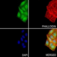 3 - Anti-ATF4 Antibody AP51001