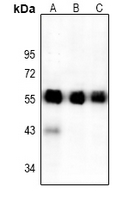 1 - Anti-ATF4 Antibody AP51001
