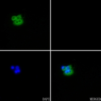 3 - Anti-SERCA1 Antibody AP51003