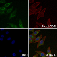 3 - Anti-ATP5A1 Antibody AP51004