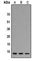 1 - Anti-ATP5JL Antibody AP51005