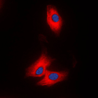 3 - Anti-NAP1 Antibody AP51007