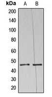 1 - Anti-NAP1 Antibody AP51007