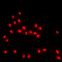 3 - Anti-BACH1 Antibody AP51009