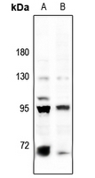 1 - Anti-BACH1 Antibody AP51009