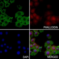 3 - Anti-BAG4 Antibody AP51010