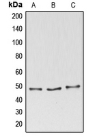 1 - Anti-BAG4 Antibody AP51010