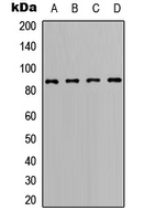 1 - Anti-BCL6 Antibody AP51011