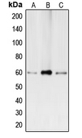1 - Anti-BMP2 Antibody AP51012