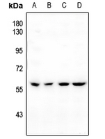 1 - Anti-BMP5 Antibody AP51013