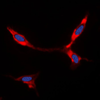 3 - Anti-BMP8A Antibody AP51014