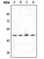 1 - Anti-BMP8A Antibody AP51014