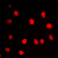 3 - Anti-BRD3 Antibody AP51019