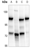 1 - Anti-BRD3 Antibody AP51019