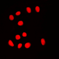 3 - Anti-BRF1 Antibody AP51020