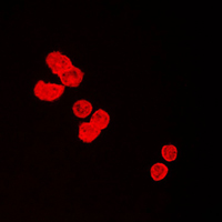 3 - Anti-BUB3 Antibody AP51023