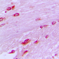 19 - Anti-BUB3 Antibody AP51023