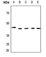 1 - Anti-BUB3 Antibody AP51023