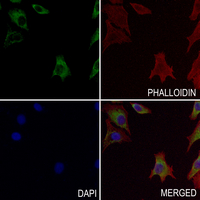 3 - Anti-Complement C9 Antibody AP51027
