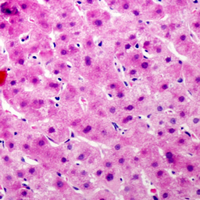 19 - Anti-Complement C9 Antibody AP51027