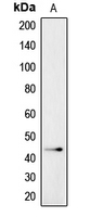 1 - Anti-CADM4 Antibody AP51030