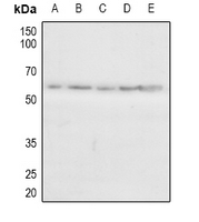 1 - Anti-CAMKV Antibody AP51032
