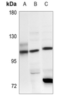1 - Anti-CARD6 Antibody AP51034