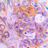 19 - Anti-Caspase 1 Antibody AP51035