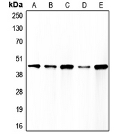 1 - Anti-Caspase 1 Antibody AP51036