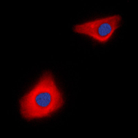 3 - Anti-Caspase 10 Antibody AP51038