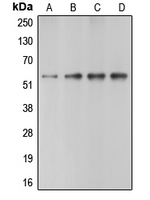 1 - Anti-Caspase 10 Antibody AP51038