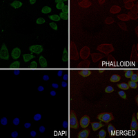 3 - Anti-Caspase 10 Antibody AP51039