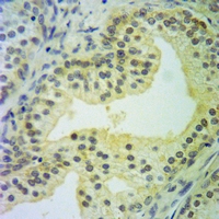 19 - Anti-Caspase 10 Antibody AP51039