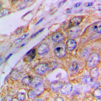 19 - Anti-Caspase 4 p20 Antibody AP51042