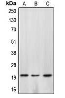 1 - Anti-Caspase 4 p20 Antibody AP51042